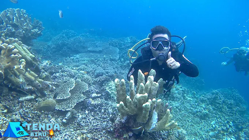 Taman Laut Olele Gorontalo Keajaiban Laut Menghipnotis!