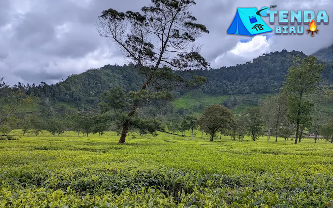 Tambi Tea Gardens Jawa Tengah Sajikan 6 Suasana Tenang