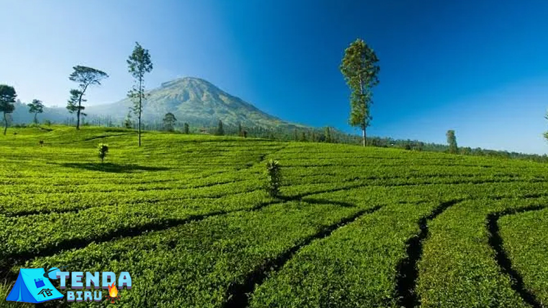 Tambi Tea Gardens Jawa Tengah Sajikan 6 Suasana Tenang