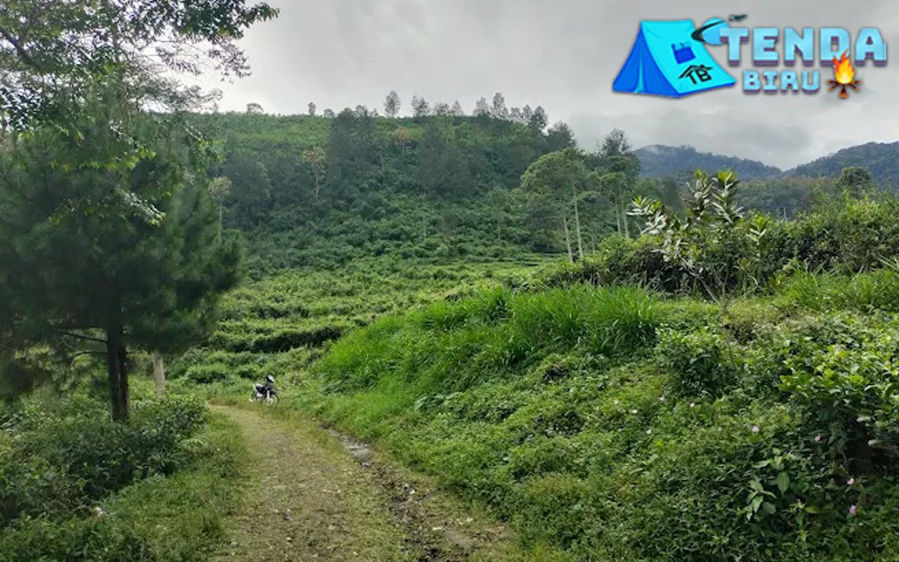 Kebun Teh Medini 1 Tempat Healing Paling Unik di Semarang