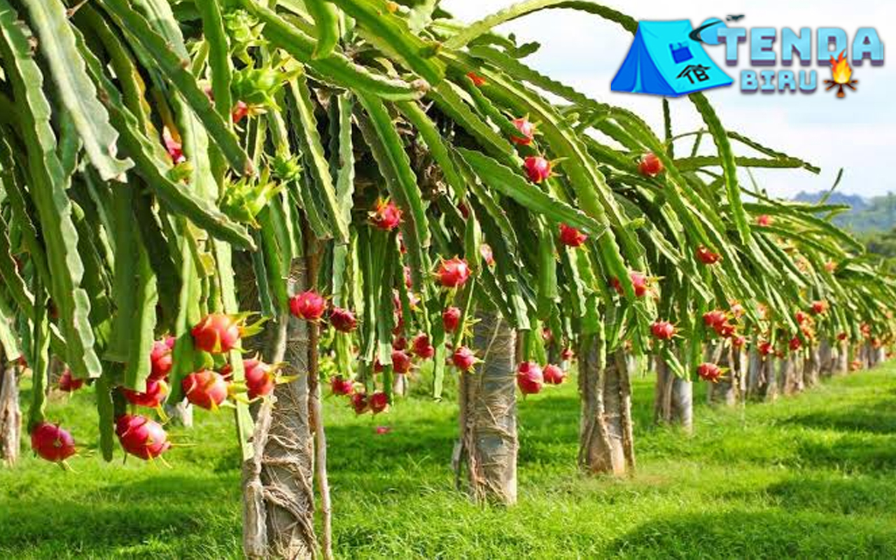 Kebun Buah Naga 2 Wisata Edukatif dan Segar Menawan