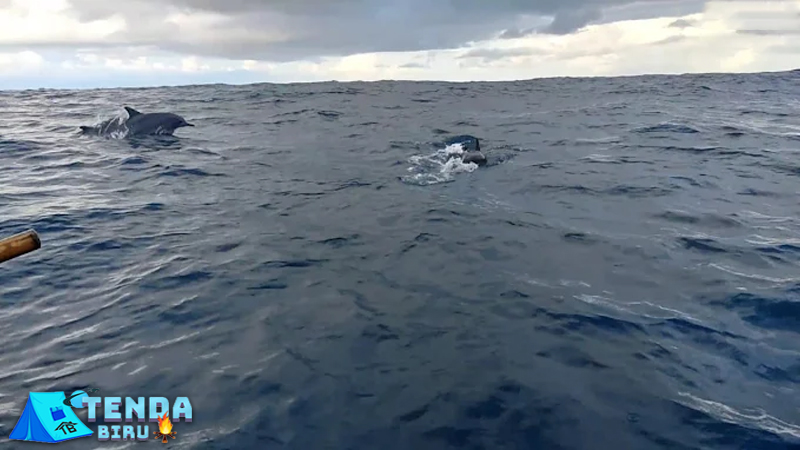 Teluk Kiluan Bertemu 5 Lumba-Lumba Cantik