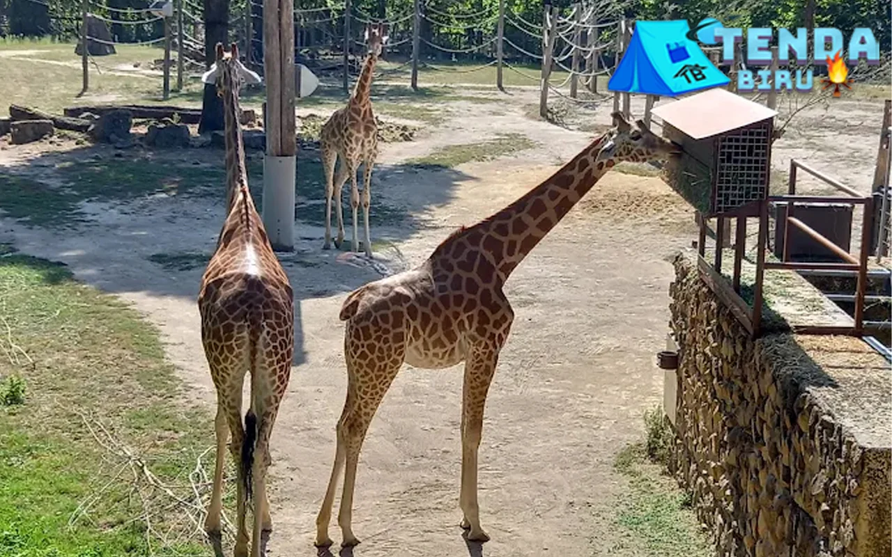 ZOO Planckendael Bertualang di 6 Dunia Satwa Cantik