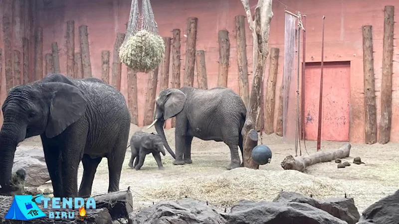 Beekse Bergen Liburan Indah dengan 50+ Aktivitas Seru! 2 Beekse Bergen Liburan Indah dengan 50+ Aktivitas Seru!