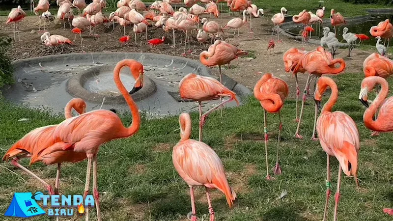 ZOO Planckendael Bertualang di 6 Dunia Satwa Cantik