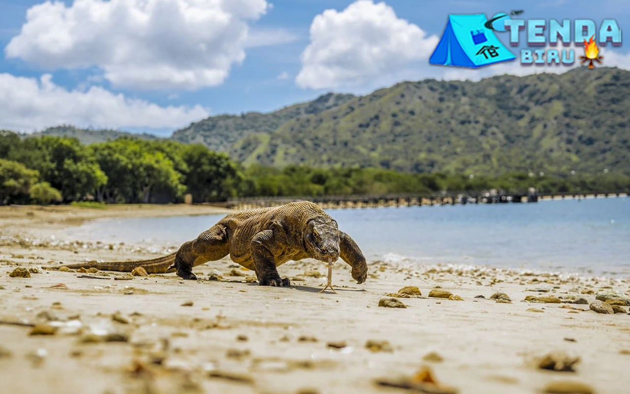 Kuota 1.000 Turis TN Komodo Diprotes, Ini Terbaru! 1 Kuota 1.000 Turis TN Komodo Diprotes, Ini Terbaru!