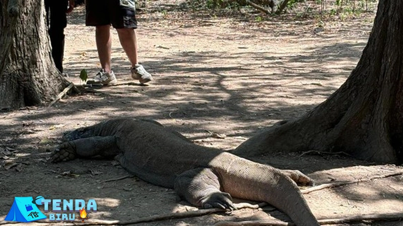 Kuota 1.000 Turis TN Komodo Diprotes, Ini Terbaru! 2 Kuota 1.000 Turis TN Komodo Diprotes, Ini Terbaru!