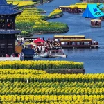 Canola Xinghua 13 Melestarikan Indah Bunga