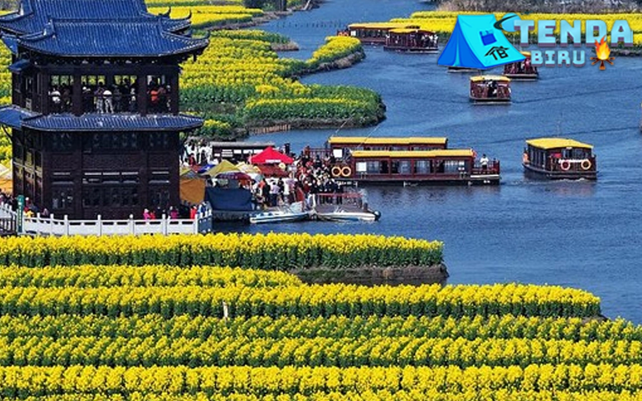 Canola Xinghua 13 Melestarikan Indah Bunga