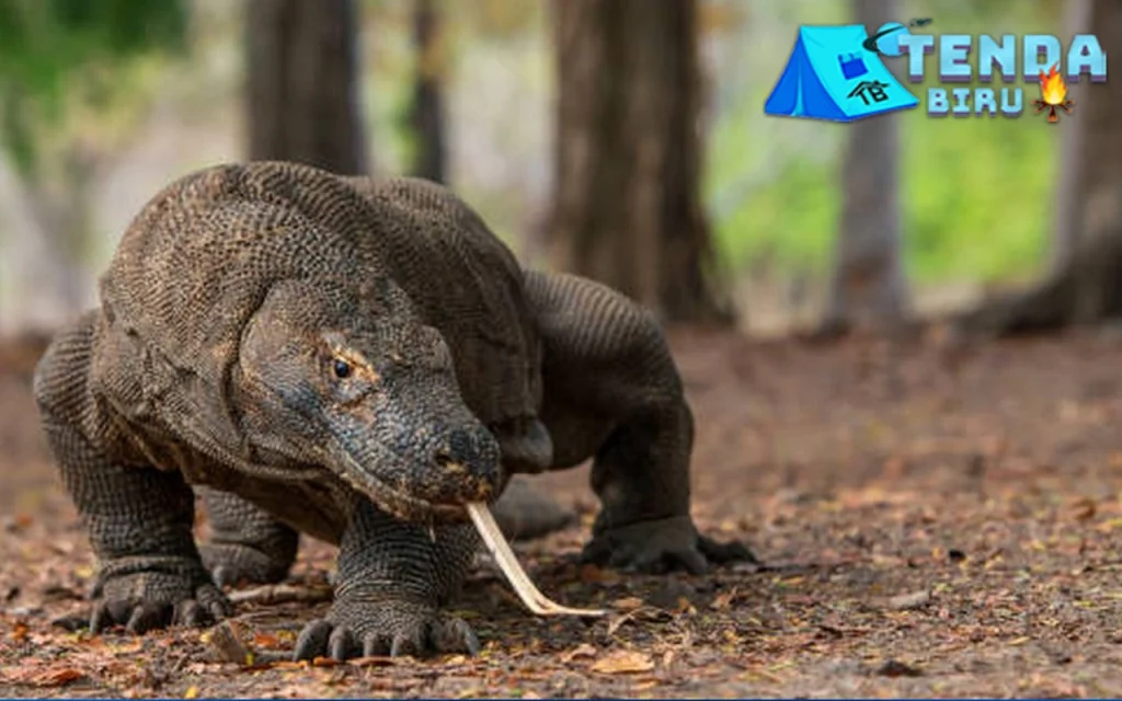 TN Komodo Makin Hits, Kuota Wisata Kini Diatur